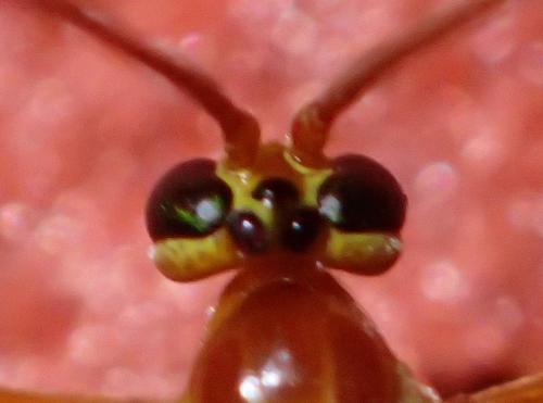 Netelia sp.
